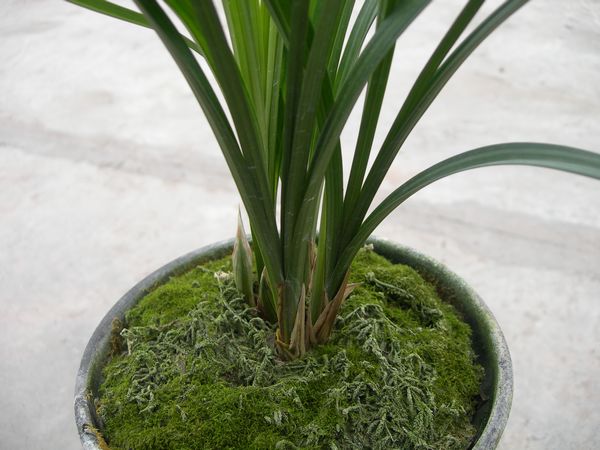 吴大哥请看圣仙梅!-春剑篇-中国兰花交易网社