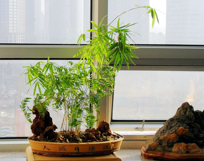 特求购矮种盆栽竹子,如凤尾竹,斑竹,金镶玉,紫竹等.
