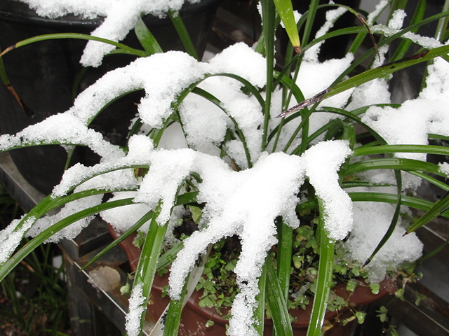 大雪下的兰花