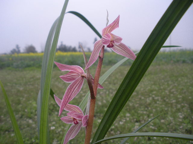 春剑红妃花开庆新春