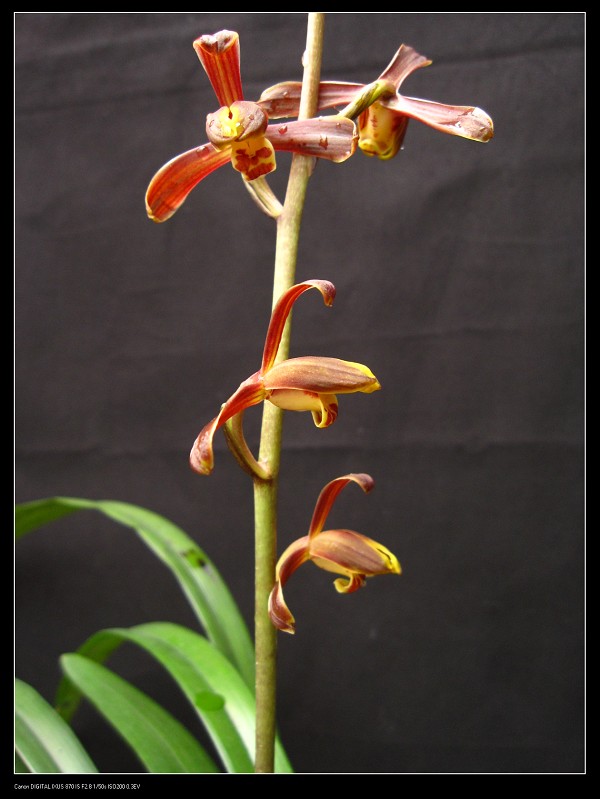 铁山红梅墨兰篇中国兰花交易网社区|铁山红梅