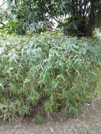 金镶玉,紫竹等高竹养殖矮化不难,老杆截短新竹剥箨即可.