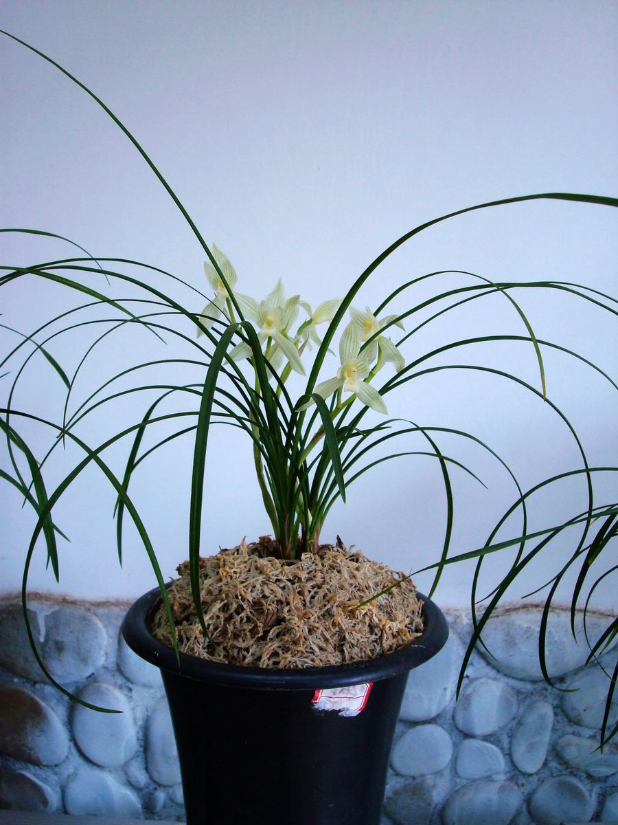 莲瓣兰庆麟素