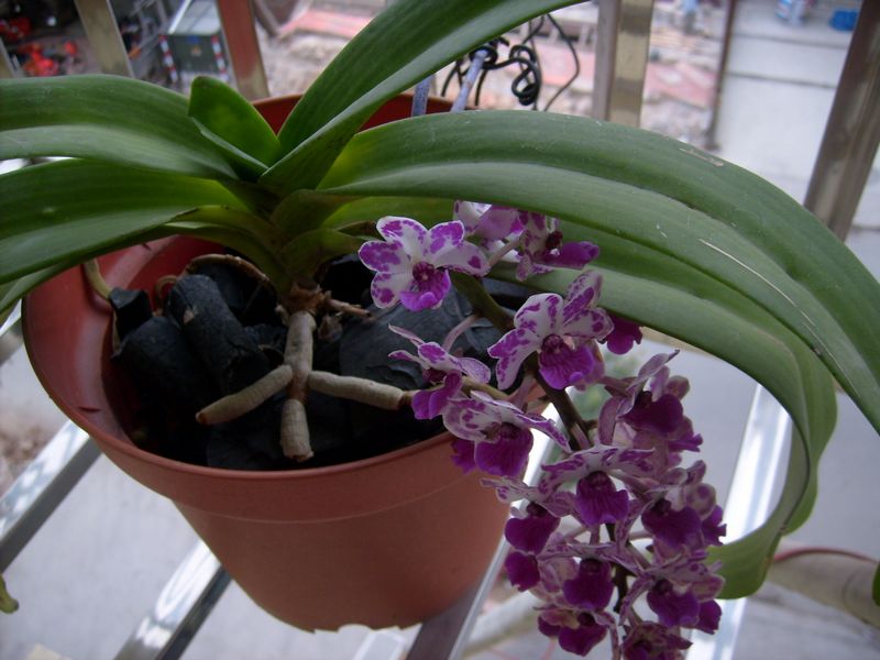 漂亮的万代兰-热带兰-中国兰花交易网社区
