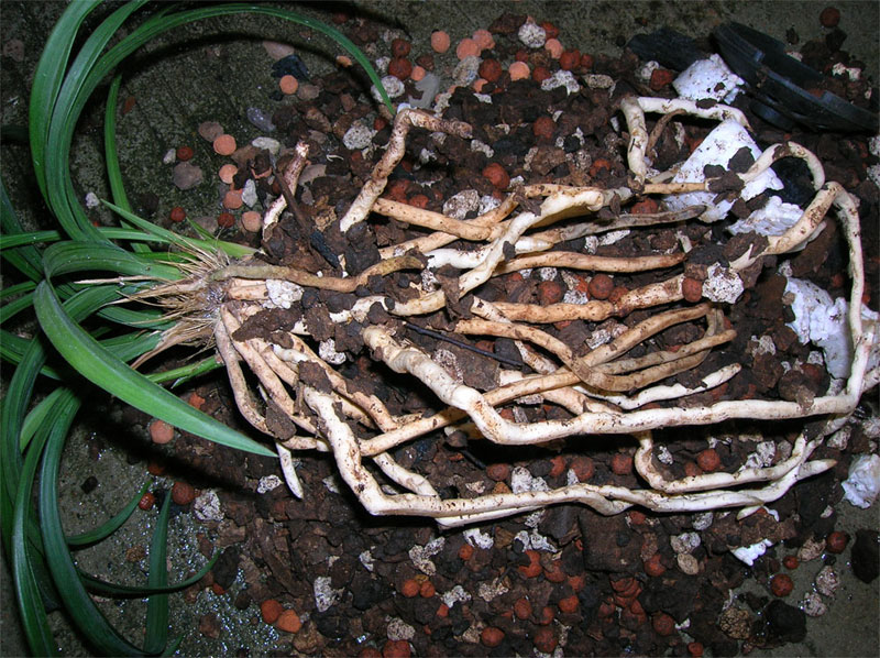 请教兰友使用泥炭土的植料配比?-种养心得-中国兰花交易网社区