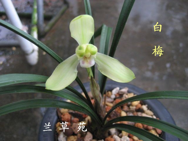 兰花春兰梅瓣
