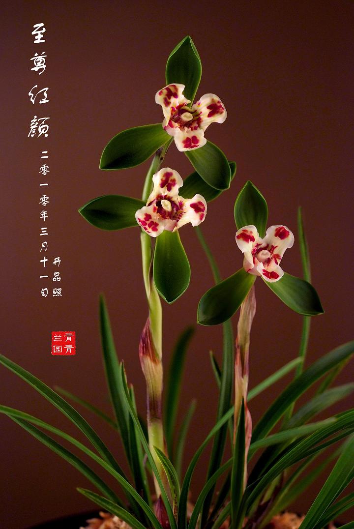 春兰篇-中国兰花交易网社区