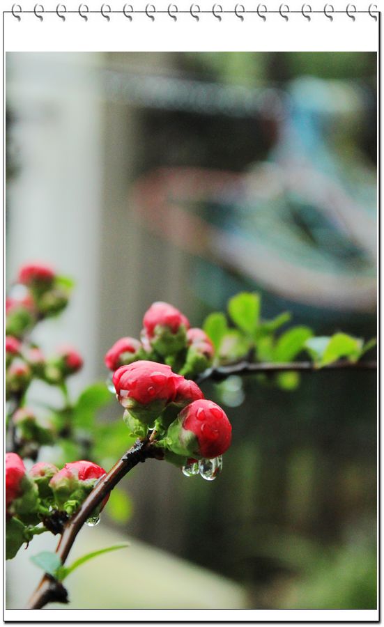 春天雨后的海棠花