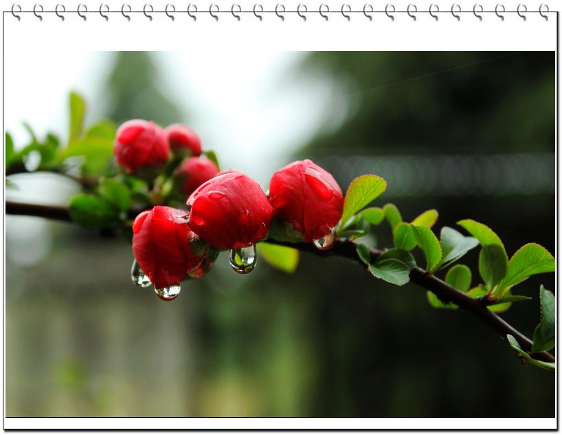 春天雨后的海棠花