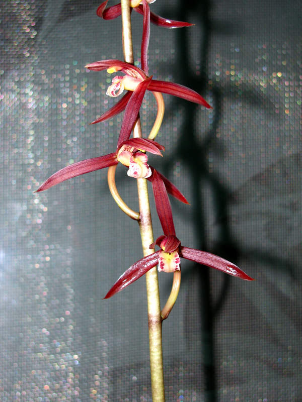 铁山雄奇墨兰篇中国兰花交易网社区|铁山雄奇