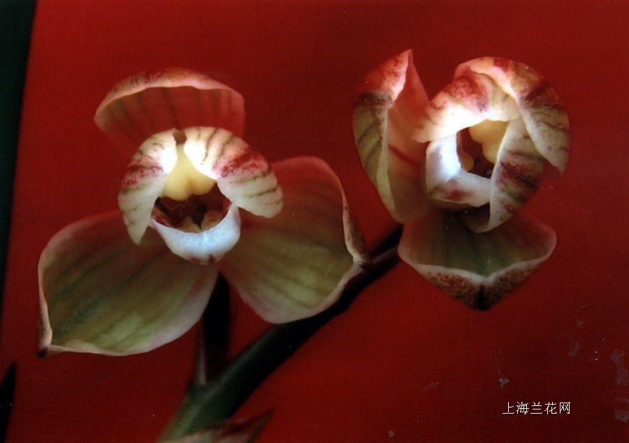 荷瓣-莲瓣篇-中国兰花交易网社区