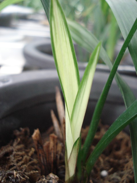 四季兰选草赌草心得1