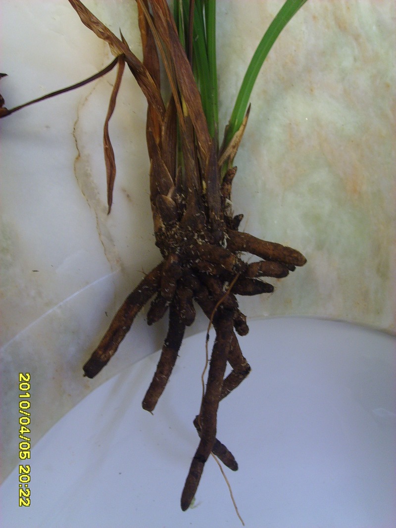 开心不起来-以兰会友-中国兰花交易网社区