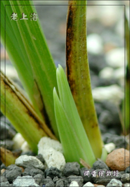 闻香阁10年第一批蕙兰新芽-蕙兰篇-中国兰花交易网社区