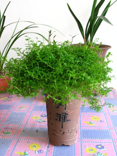 我家的DIY花架实木组装图纸步骤座椅图片