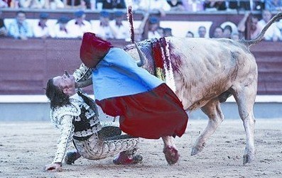 斗牛反被牛斗-摄影书画-中国兰花交易网社区