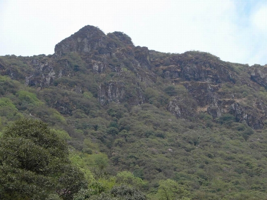 会理县龙肘山上的杜鹃花