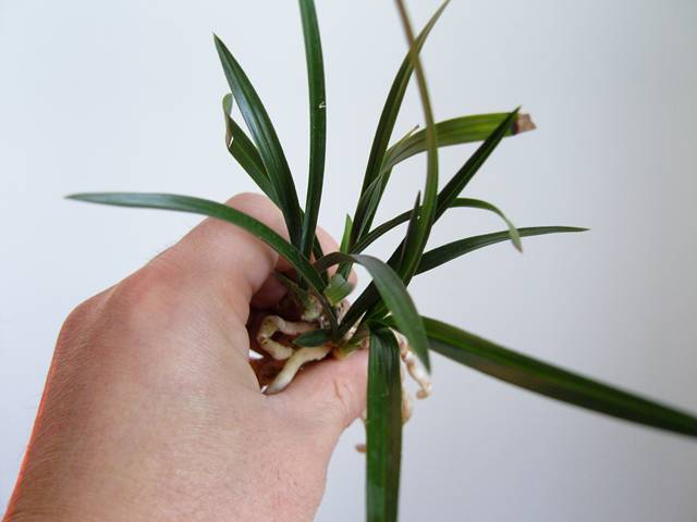 我与疑似组培绿云(以下简称绿云)的故事-以兰会