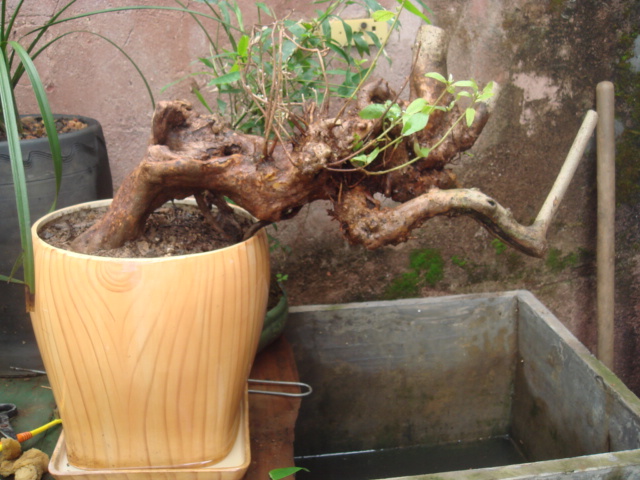 大家为什么养兰花!-蕙兰篇-中国兰花交易网社区