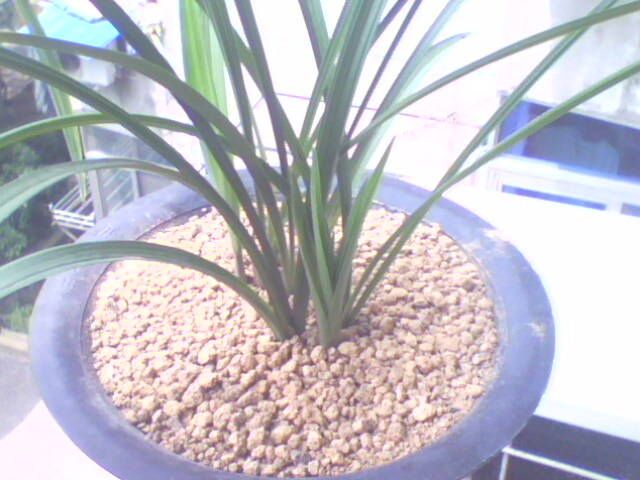 用纯赤玉土种植春兰半年的结果-春兰篇-中国兰