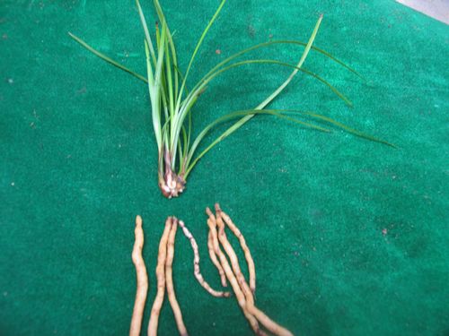 等待日期进入倒计时--断根种植效果-以兰会友