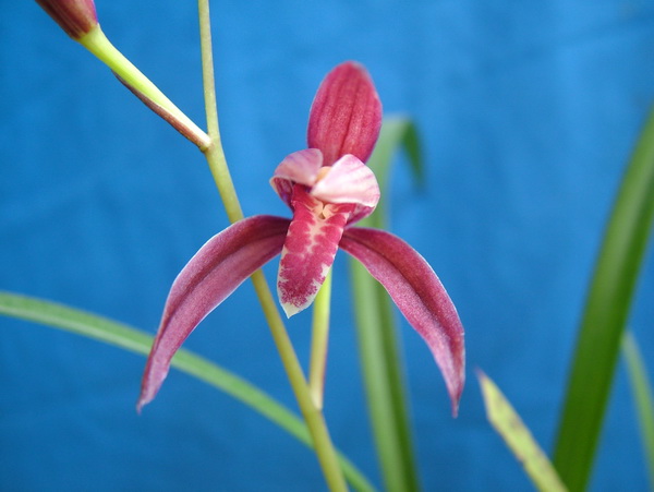 别说我好色,三个美女你就不心动?-建兰篇-中国