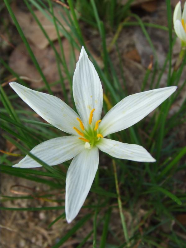 漂亮的白花6个花瓣