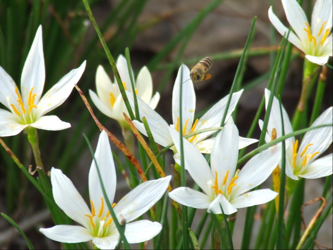 漂亮的白花(6个花瓣)-摄影书画-中国兰花交易网