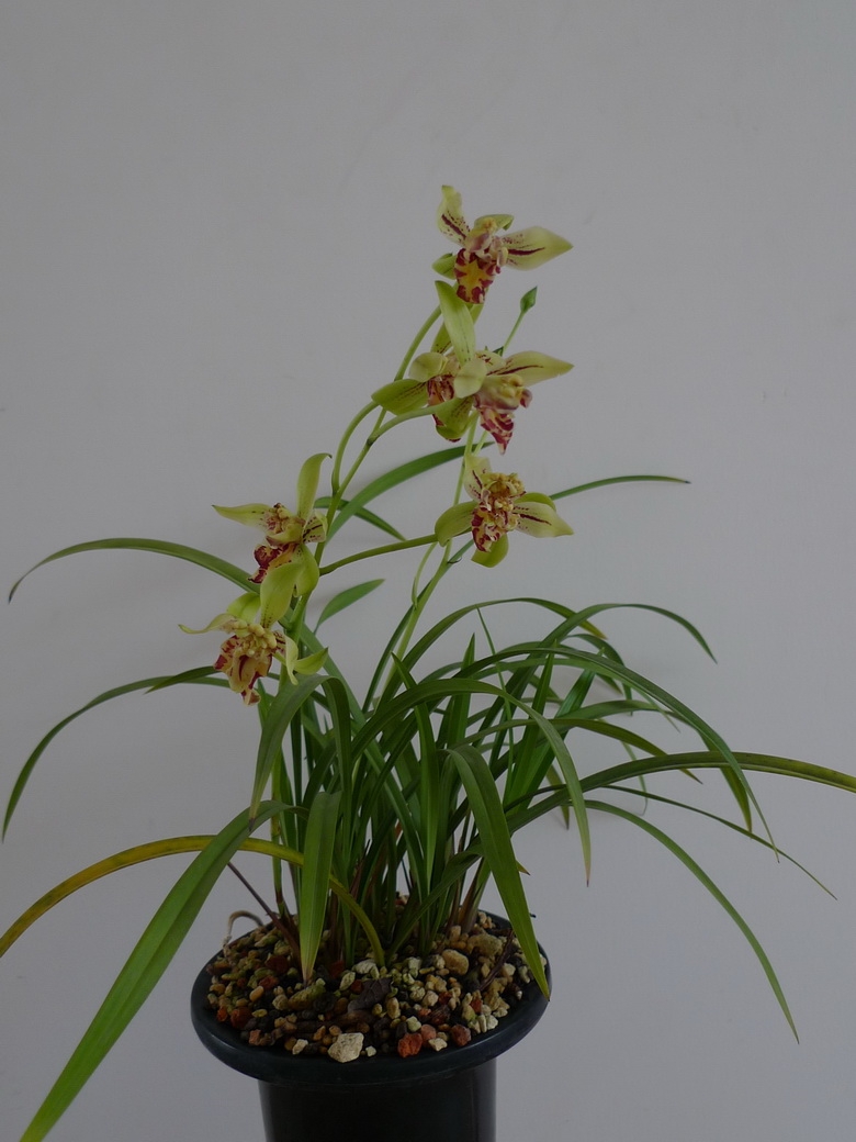 梨山狮王