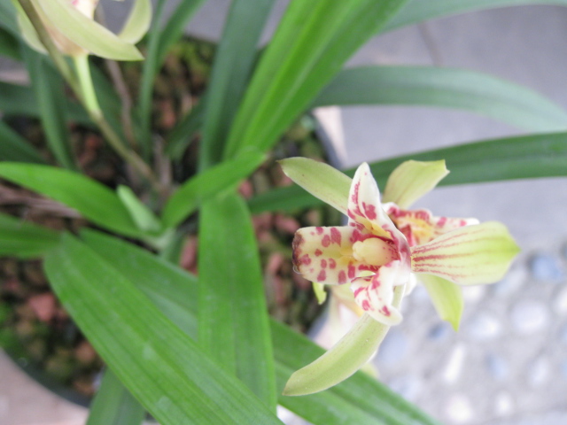 洪雅2010夏季兰花交易会随拍