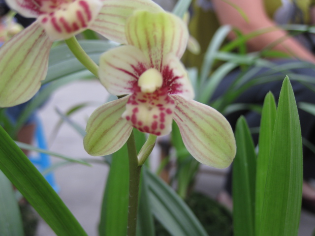 洪雅2010夏季兰花交易会随拍