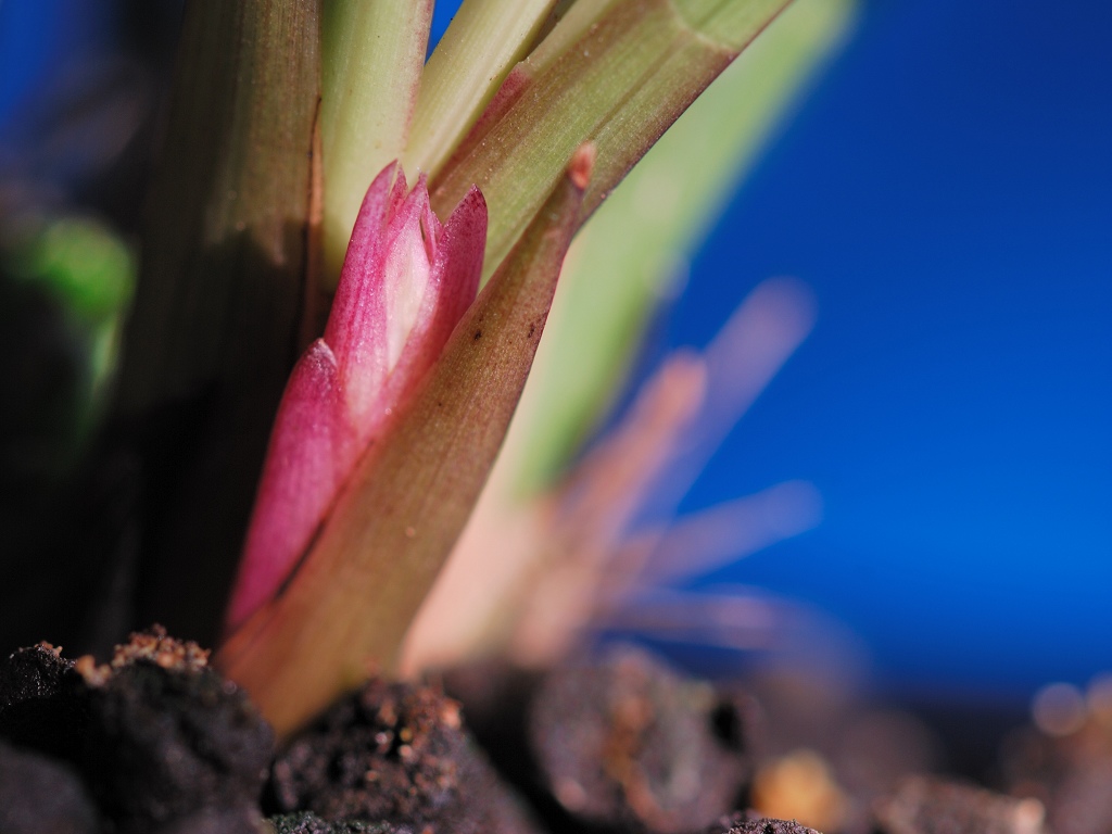 下山7-8年首见花芽--很色!-建兰篇-中国兰花交易