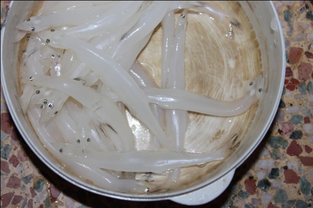 大银鱼-茶余兰后-中国兰花交易网社区