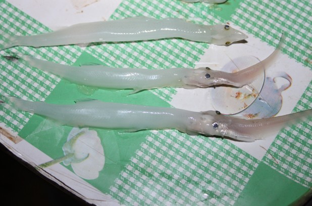 大银鱼-茶余兰后-中国兰花交易网社区