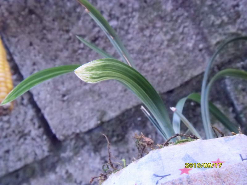 下山春兰漂亮圆头水晶缟