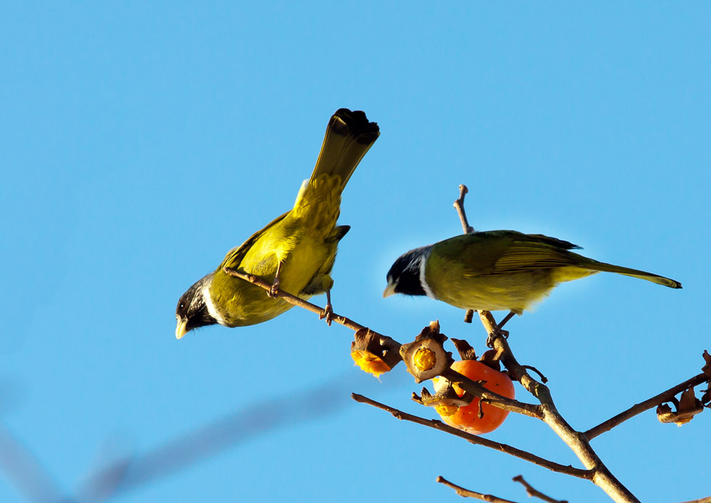 树上的鸟儿成双对-摄影书画-中国兰花交易网社