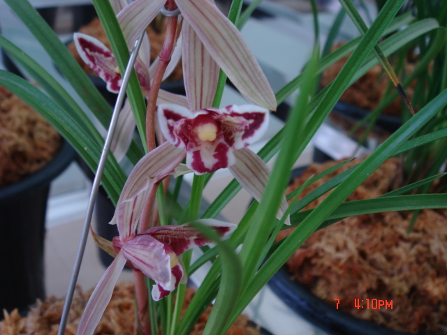 云南-曲靖-兰家-李学付-四方兰社-开张!