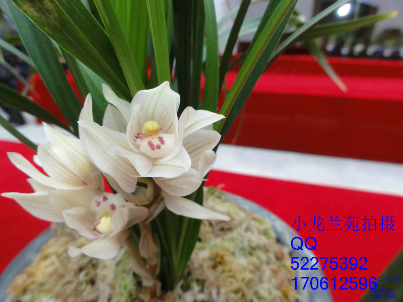 2011年保山市第二十九届籣展-种养心得-中国兰花交易网社区