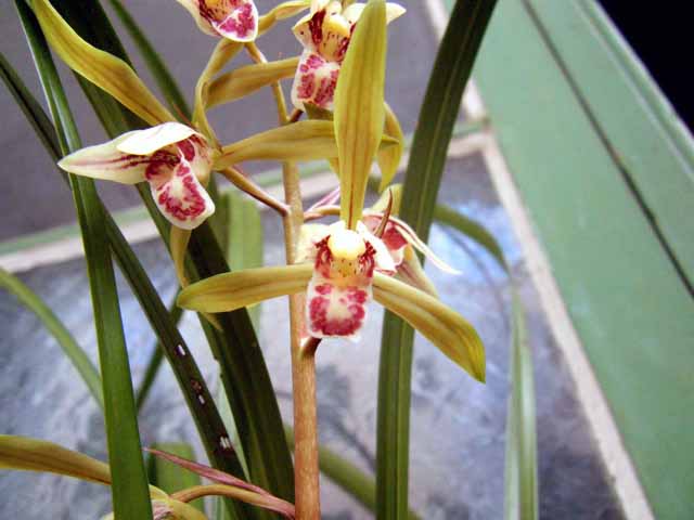 放式阳台种养--湖南炎陵-种养心得-中国兰花交