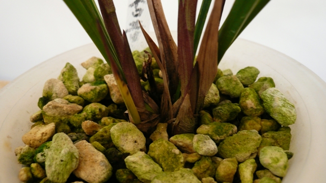 我的阳台种养:广东广州-种养心得-中国兰花交易