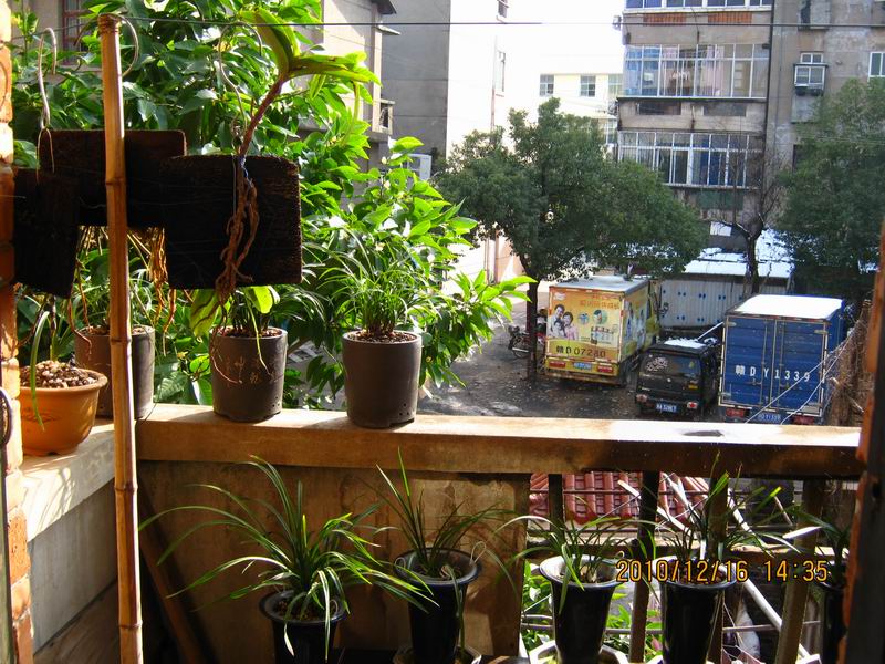 我的全方位种养:江西吉安-种养心得-中国兰花交