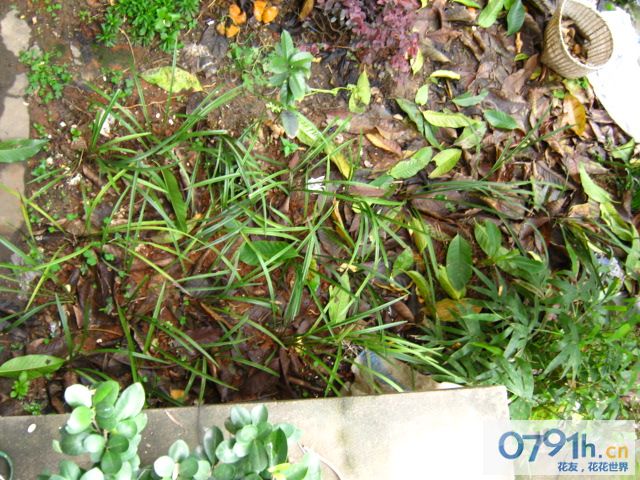 我的全方位种养:江西吉安-种养心得-中国兰花交