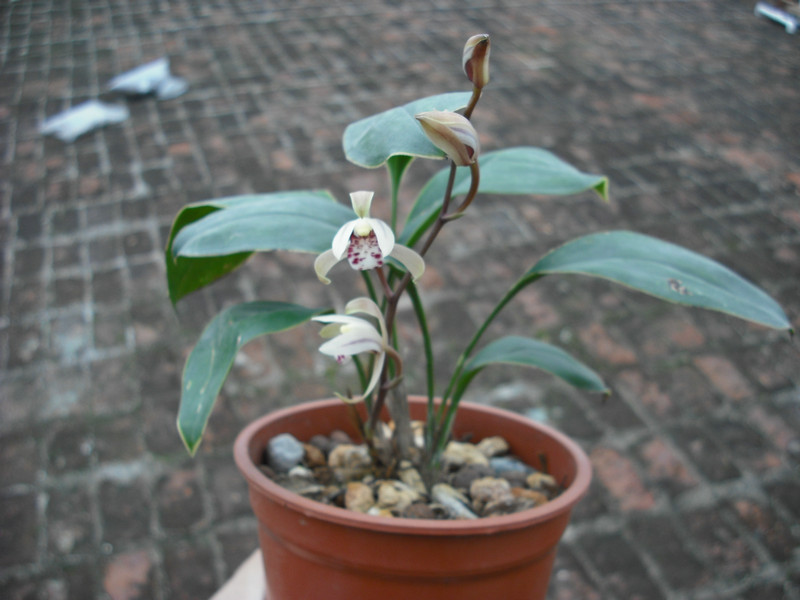 兔耳兰叶艺开花-热带兰-中国兰花交易网社区