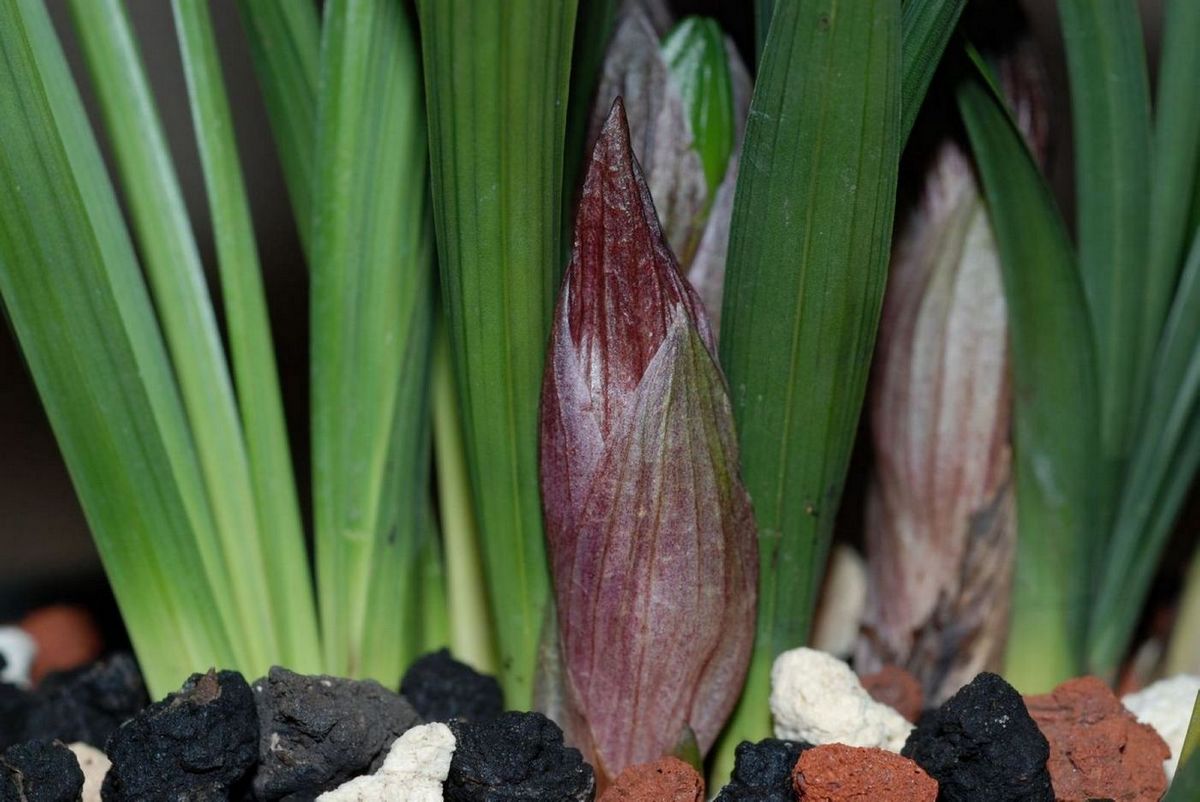 正宗郑同荷(大富贵)紫红花苞欣赏-春兰篇-中国兰花交易网社区