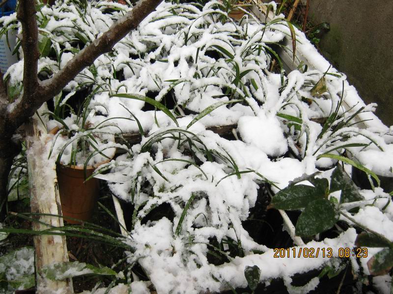 我的全方位种养:江西吉安-种养心得-中国兰花交