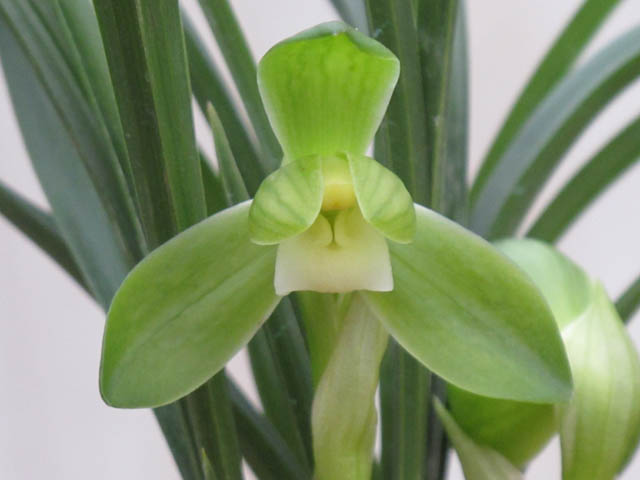 杨氏素,氏,氏旗(第16页)_大山谷图库