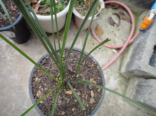 朋友请看水仙结构图~-蕙兰篇-中国兰花交易网