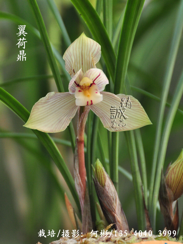 春兰荷型特大花蝉翼精品-翼荷鼎-春兰篇-中国兰花交易网社区