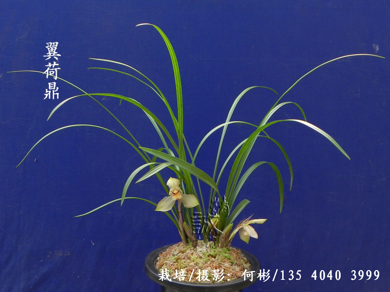 春兰荷型特大花蝉翼精品翼荷鼎