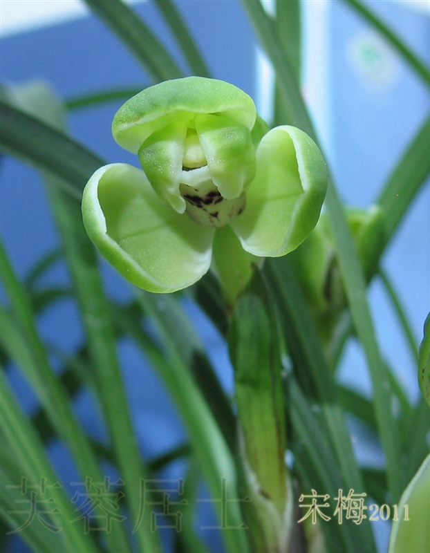 芙蓉居2011春兰开品江南雪宋梅珍蝶汪字贺神